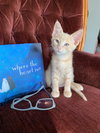 SOLO - Great Family Kitten