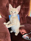 SOLO - Great Family Kitten