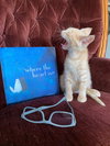 SOLO - Great Family Kitten