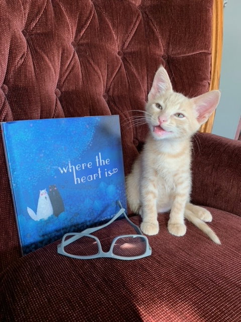 SOLO - Great Family Kitten