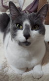 Cassieopeia (Cassie) - Offered by Owner - Young F