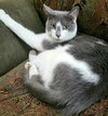 Cassieopeia (Cassie) - Offered by Owner - Young F