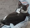 Cassieopeia (Cassie) - Offered by Owner - Young F