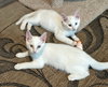 MISO & TOFU - Bonded Kitten Brothers