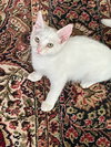 MISO & TOFU - Bonded Kitten Brothers