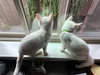 MISO & TOFU - Bonded Kitten Brothers