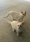 MISO & TOFU - Bonded Kitten Brothers