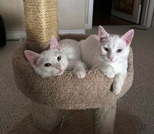 MISO & TOFU - Bonded Kitten Brothers