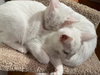 MISO & TOFU - Bonded Kitten Brothers