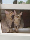MACKAYE & ODLIN - Beautiful and Bonded