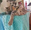 MACKAYE & ODLIN - Beautiful and Bonded