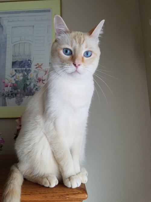 MICAH - Offered by Owner - Flame Pt. Senior