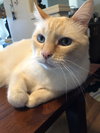 MICAH - Offered by Owner - Flame Pt. Senior