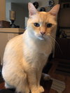 MICAH - Offered by Owner - Flame Pt. Senior