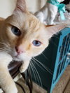 MICAH - Offered by Owner - Flame Pt. Senior