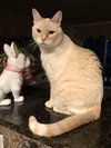 MICAH - Offered by Owner - Flame Pt. Senior