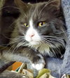MUMPS - Offered by Owner - Brother to Finnegan
