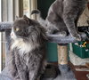 MUMPS - Offered by Owner - Brother to Finnegan
