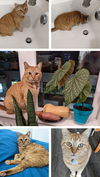 SONNY - Offered by Owner - Friendly and Chatty
