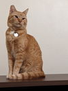 SONNY - Offered by Owner - Friendly and Chatty