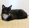 MAEVE -Offered by Owner