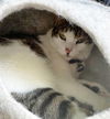 CRICKET - Offered by Owner