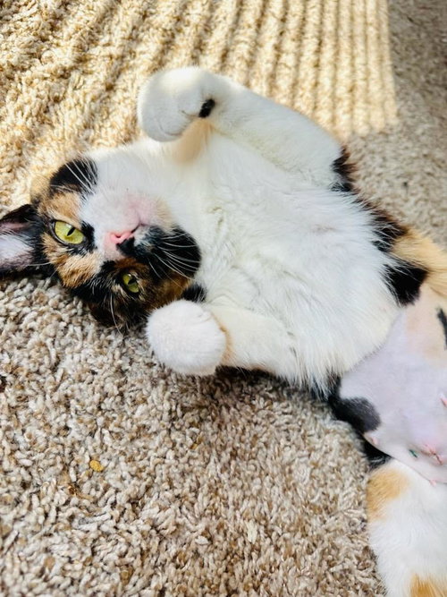 Chocolate Chip Pancake - Sweet Calico