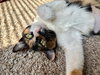 Chocolate Chip Pancake - Sweet Calico