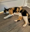 Chocolate Chip Pancake - Sweet Calico