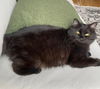 ROO - Offered by Owner - Nice solo pet!!