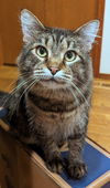 TOBY - Offered by Owner