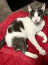 FRANKIE - Offered by Owner - Young male