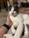 FRANKIE - Offered by Owner - Young male