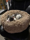FRANKIE - Offered by Owner - Young male