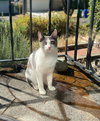 FRANKIE - Offered by Owner - Young male