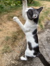 FRANKIE - Offered by Owner - Young male