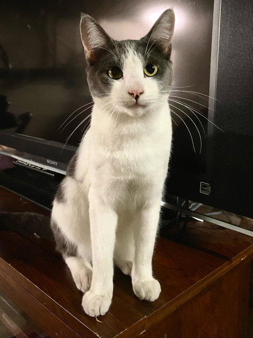 FRANKIE - Offered by Owner - Young male