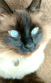 MEW MEW - Offered by Owner - Siamese Male