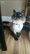 MEW MEW - Offered by Owner - Siamese Male