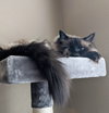 MEW MEW - Offered by Owner - Siamese Male
