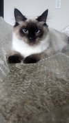 MEW MEW - Offered by Owner - Siamese Male