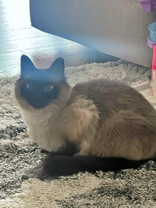 MEW MEW - Offered by Owner - Siamese Male