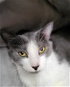 adoptable Cat in , OR named KEPLER - Offered by Owner