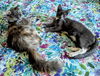 ATLAS & LUNA - Bonded young pair
