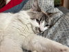 FREYJA - Offered by Owner