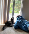 MOJO - Offered by Owner - Special needs