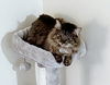 MOJO - Offered by Owner - Special needs