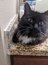 LITTLE GIRL - Offred by Owner
