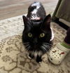 LITTLE GIRL - Offred by Owner