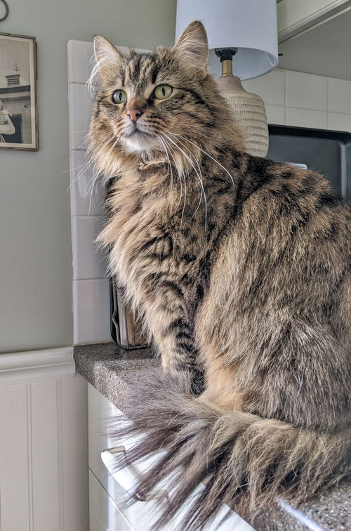 LILLY - Offered by Owner - Floofy Young Adult